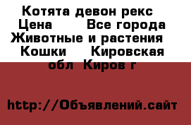 Котята девон рекс › Цена ­ 1 - Все города Животные и растения » Кошки   . Кировская обл.,Киров г.